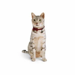 Merry Makings Collar Cuadros Rojos Para Gato, Chico/Mediano 12 Merry Makings Collar Cuadros Rojos Para Gato, Chico/Mediano -Tropiclean Shop 1200ftw 136232 5