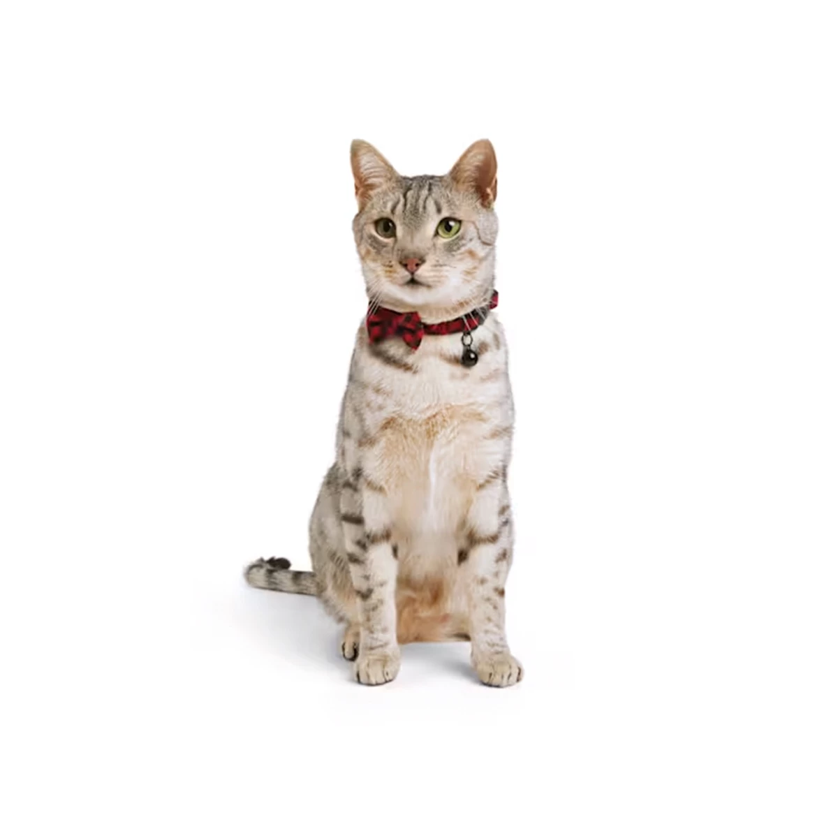 Merry Makings Collar Cuadros Rojos Para Gato, Chico/Mediano 6 Merry Makings Collar Cuadros Rojos Para Gato, Chico/Mediano - Image 6