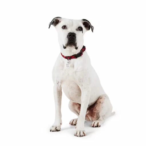 Merry Makings Collar Diseño Leñador Color Rojo Para Perro, Grande / X-Grande 6 Merry Makings Collar Diseño Leñador Color Rojo Para Perro, Grande / X-Grande -Tropiclean Shop 1200ftw 142388