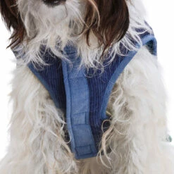 Youly Fall Winter Chaleco Bloque De Colores Azul Y Verde, Grande -Tropiclean Shop 1200ftw 142525 6