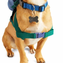 Youly Fall Winter Backpack Colores Azul Y Verde, Chico/ Mediano 10 Youly Fall Winter Backpack Colores Azul Y Verde, Chico/ Mediano -Tropiclean Shop 1200ftw 142580 2