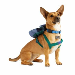 Youly Fall Winter Backpack Colores Azul Y Verde, Chico/ Mediano