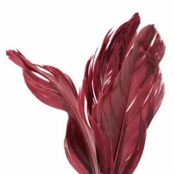 Reddy Cat Juguete Wooble De Caucho Para Gato Color Vino, Unitalla 11 Reddy Cat Juguete Wooble De Caucho Para Gato Color Vino, Unitalla -Tropiclean Shop 1200ftw 142664 3