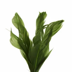 Reddy Cat Juguete Wooble De Caucho Para Gato Color Verde Olivo, Unitalla -Tropiclean Shop 1200ftw 142665 4