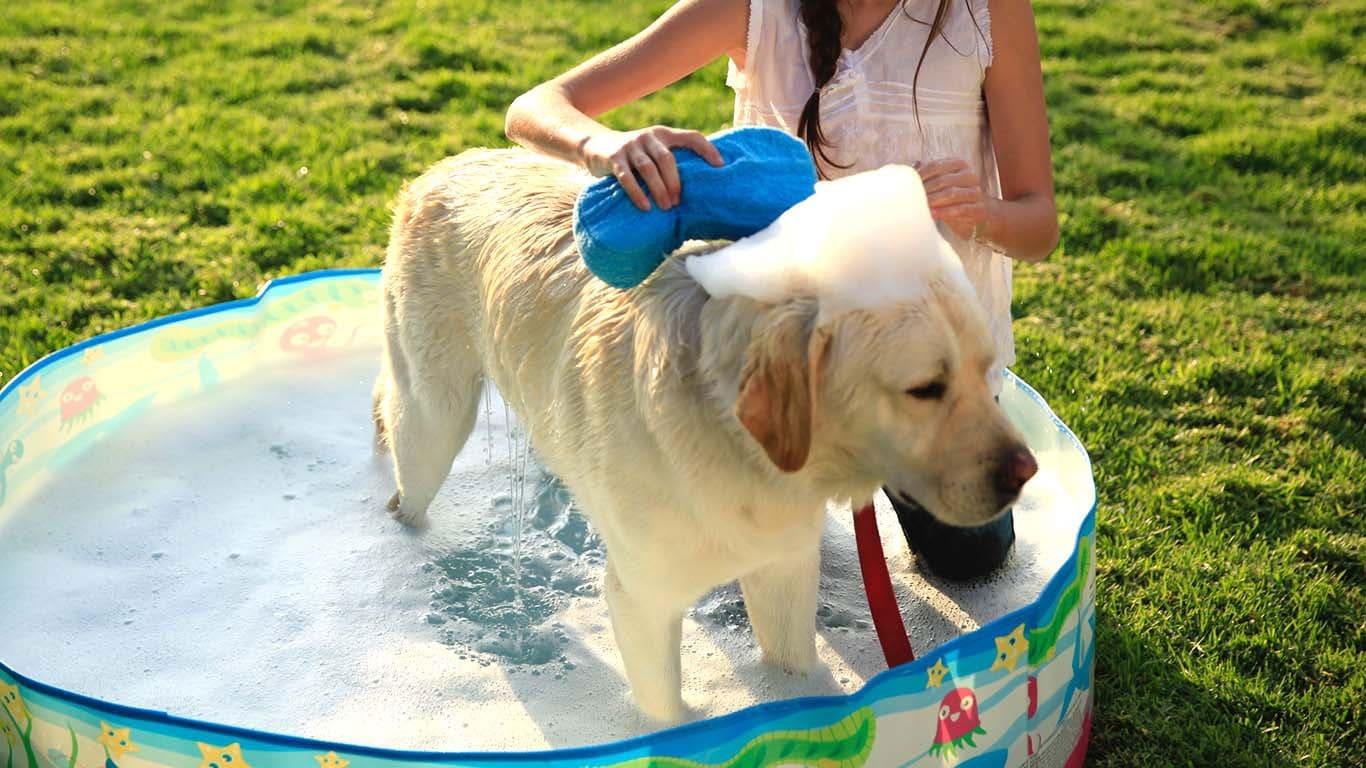 Tropiclean Shop -Tropiclean Shop HP PCC lg dog routine care hero 1