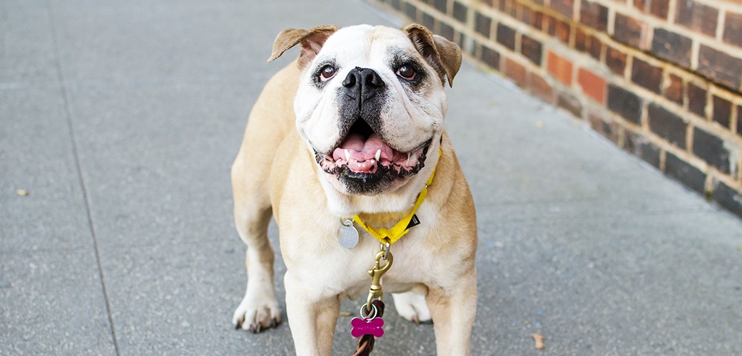 Tropiclean Shop 10 Tropiclean Shop -Tropiclean Shop dog care general dog care main i