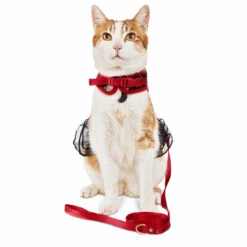 Bond & Co Set Arnés Y Correa Diseño Flores Con Moño Para Gato, Negro 8 Bond & Co Set Arnés Y Correa Diseño Flores Con Moño Para Gato, Negro -Tropiclean Shop medias 1080