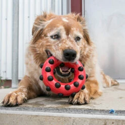 Kong Mordedera Cuadrada De Plástico Dotz Para Perro -Tropiclean Shop medias 1300
