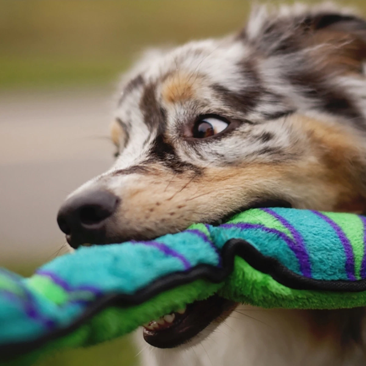 Outward Hound Juguete Resistente Serpiente Invencible Multisonido Para Perro, Grande 3 Outward Hound Juguete Resistente Serpiente Invencible Multisonido Para Perro, Grande - Image 3