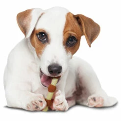 Nylabone Power Chew Juguete Masticable Diseño Brocheta De Pollo Para Perro, Chico -Tropiclean Shop medias 1358