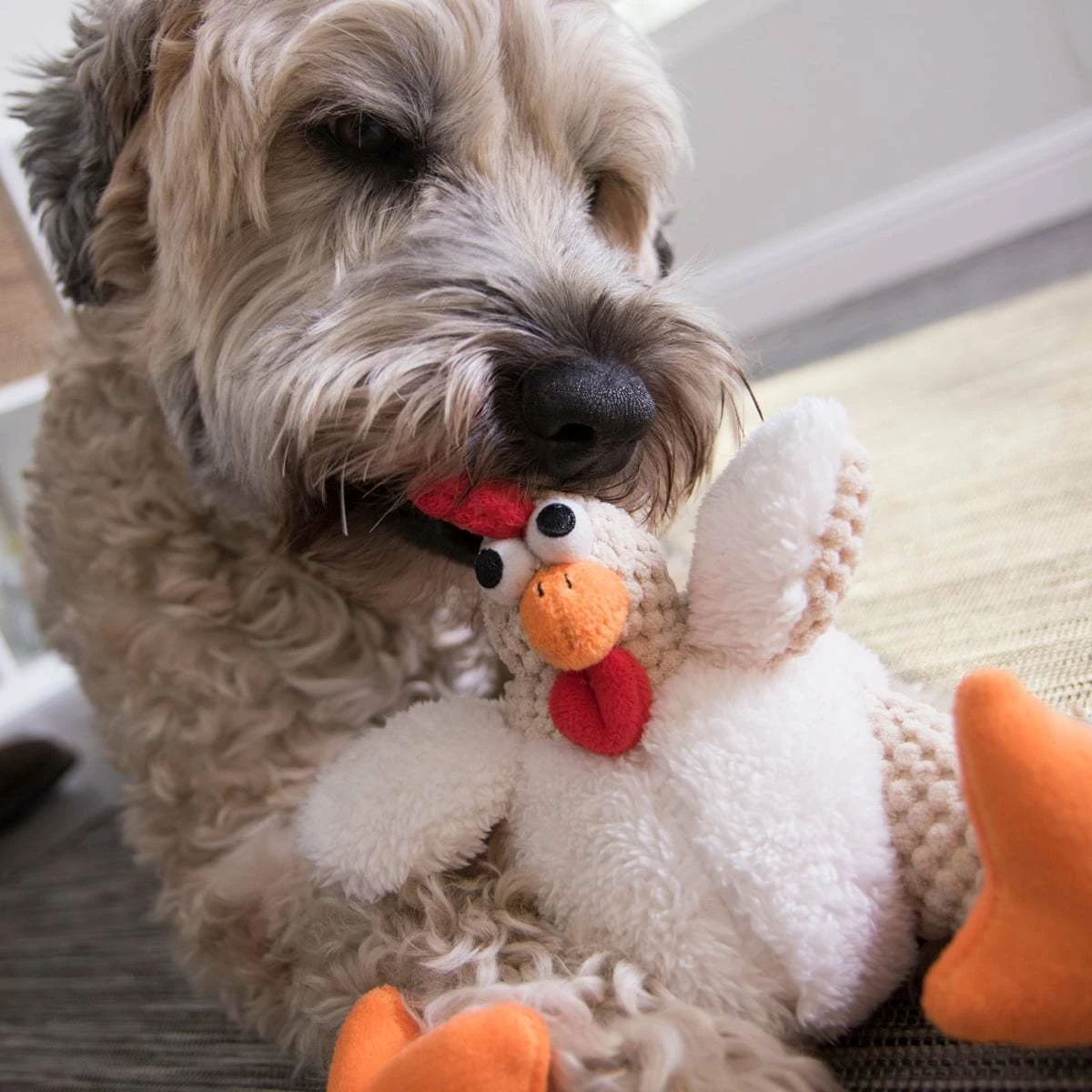 Tropiclean Shop 29 Tropiclean Shop -Tropiclean Shop medias 1566