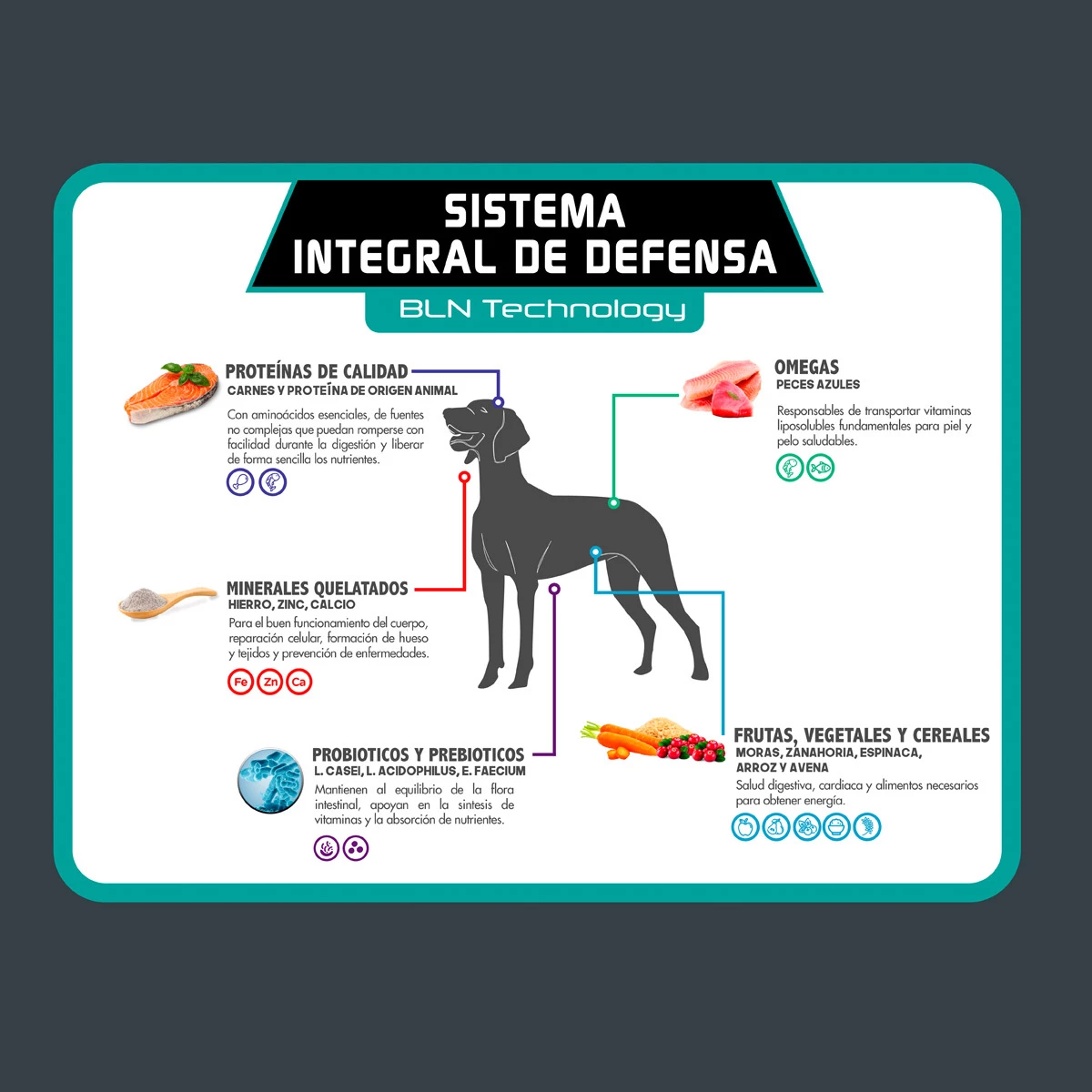 Tiër Holistic Small Bites Alimento Natural Para Perro Cachorro Raza Pequeña Receta Pollo, 8 Kg 8 Tiër Holistic Small Bites Alimento Natural Para Perro Cachorro Raza Pequeña Receta Pollo, 8 Kg - Image 8