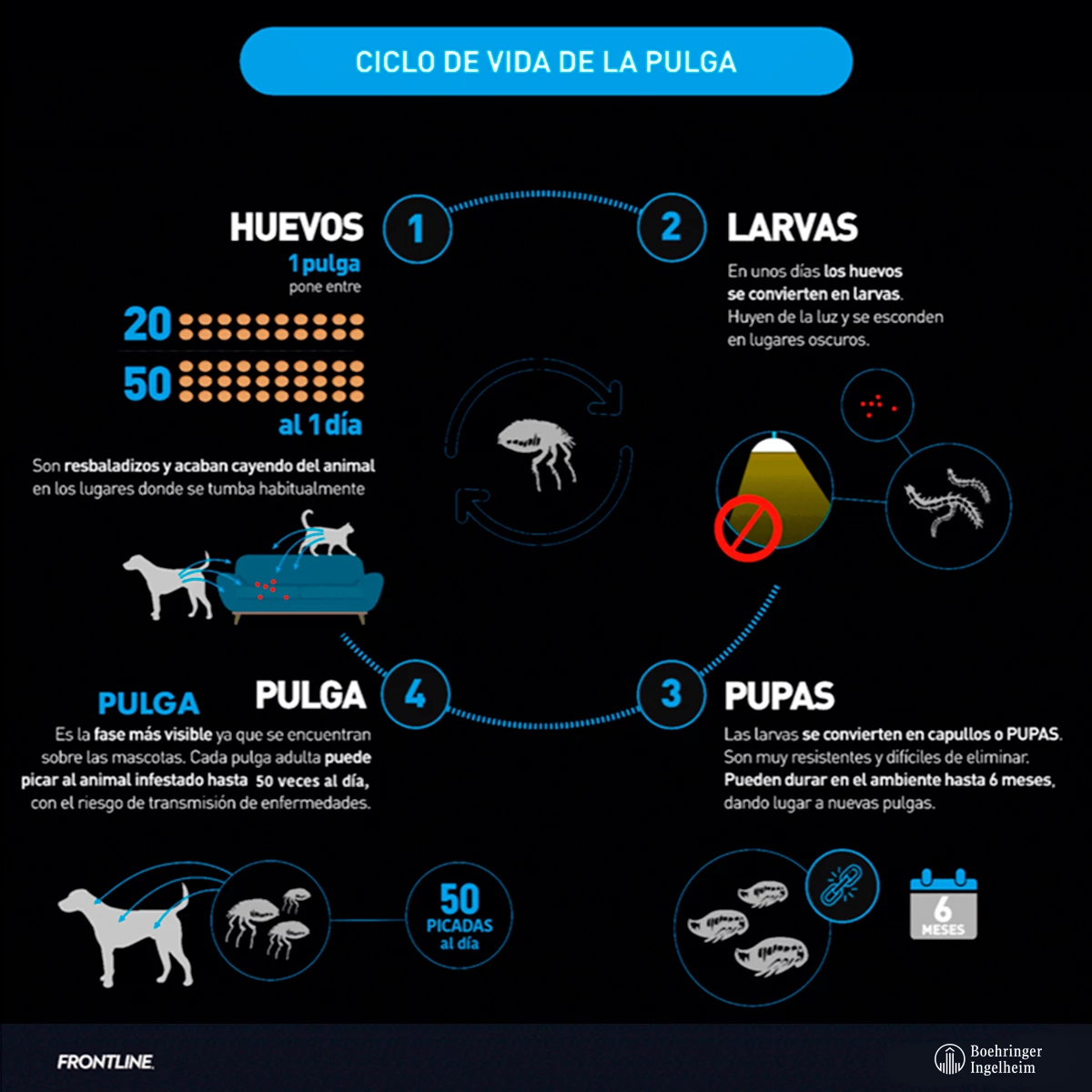 Frontline Spray Antiparasitario Externo Para Perro Y Gato, 100 Ml 4 Frontline Spray Antiparasitario Externo Para Perro Y Gato, 100 Ml - Image 4